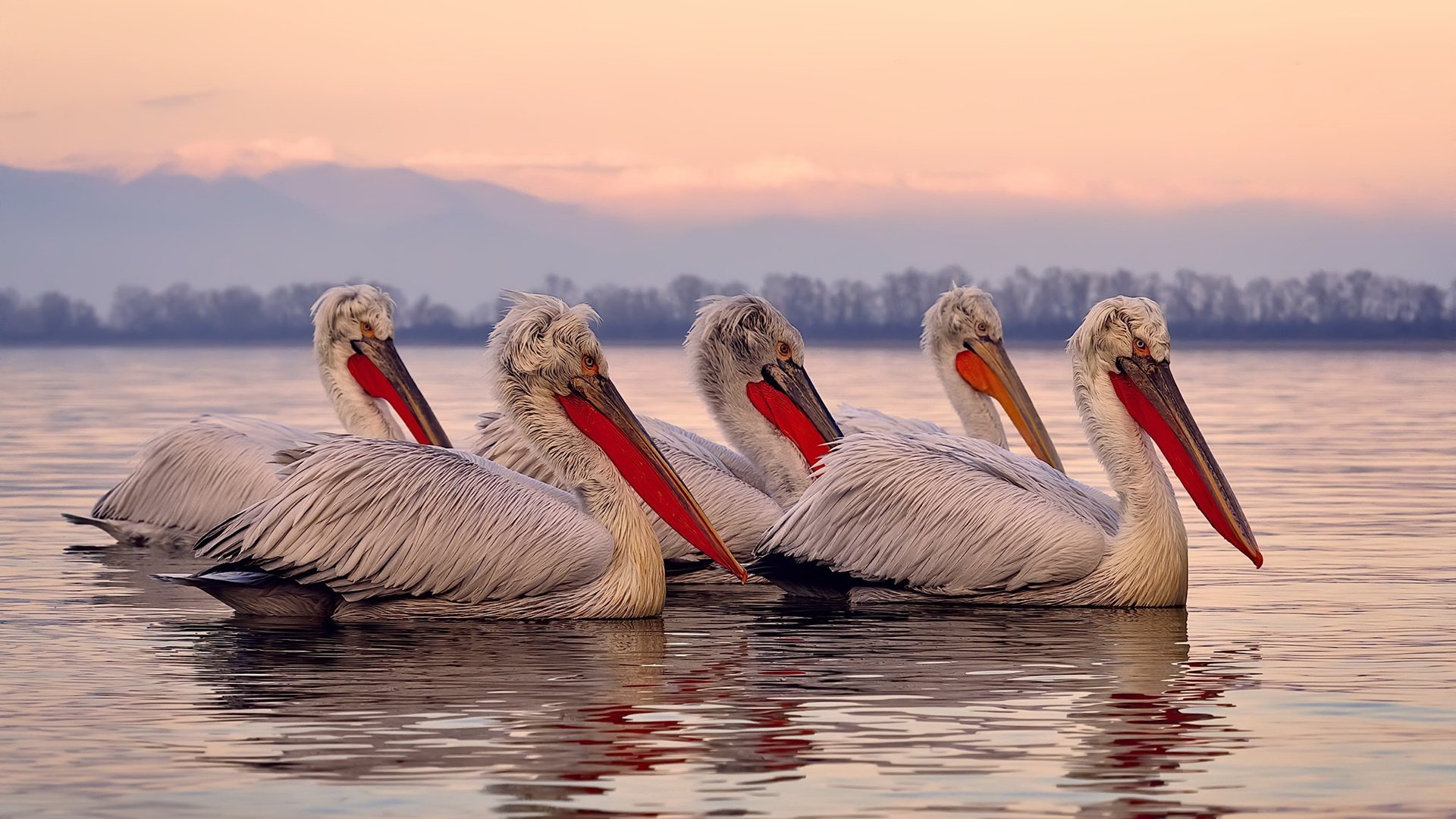 中国象棋协会发布象棋教练员培训计划，2020象棋教练员资格证怎么拿