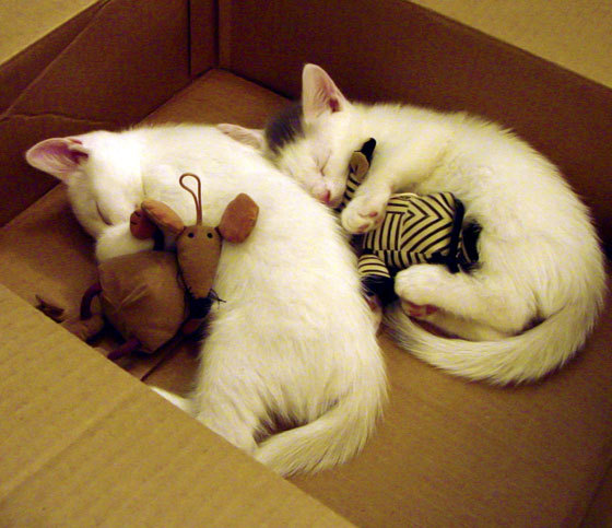 乡村传统拔河比赛，传承民族体育文化，农村拔河比赛活动方案