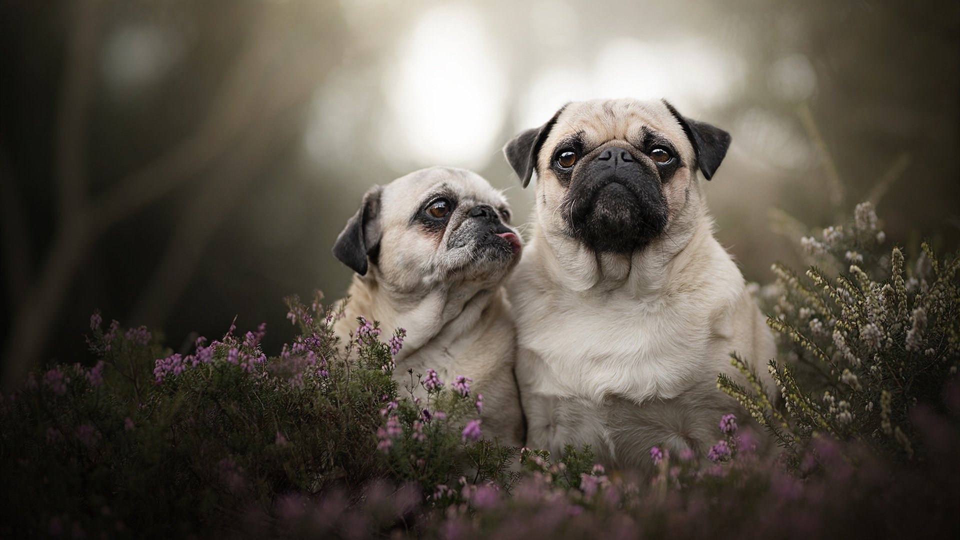 传奇再现：那些永远不会被忘记的经典比赛，7月20日传奇经典赛