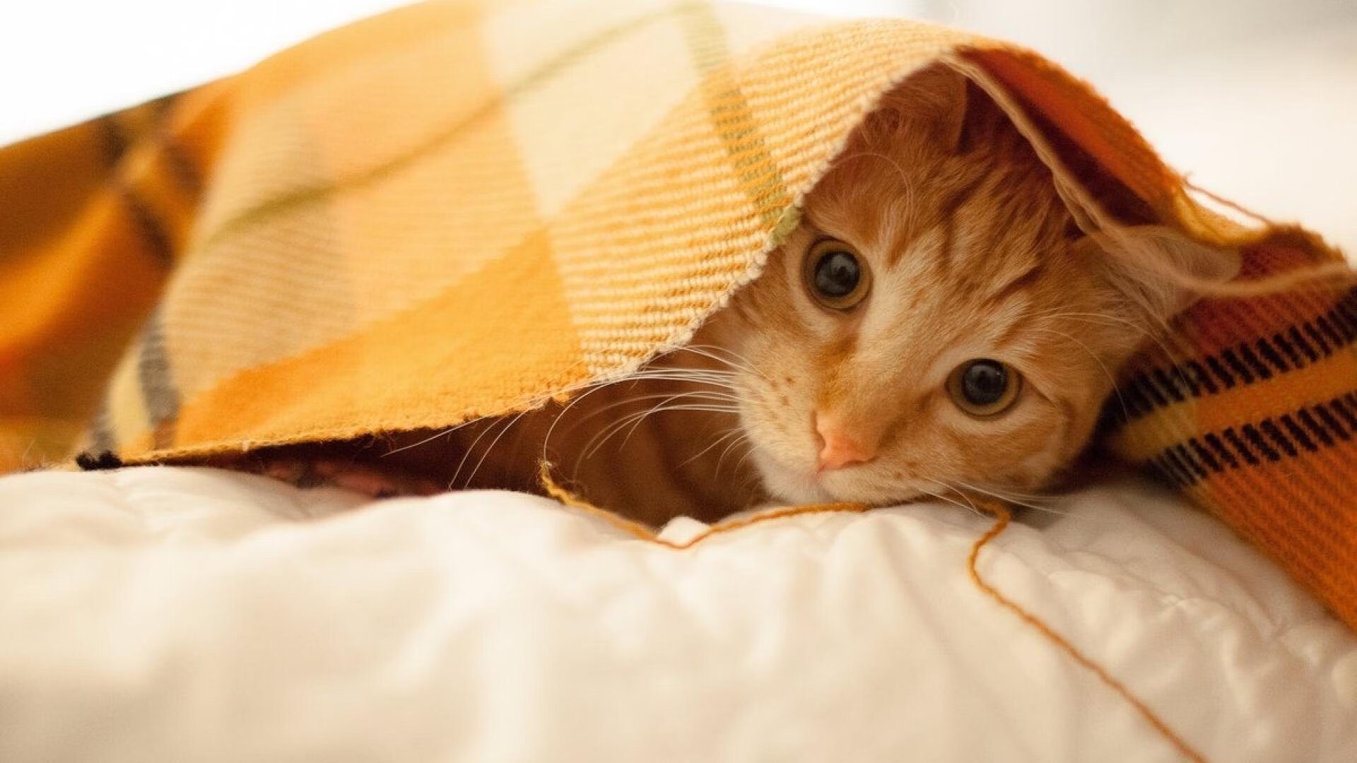 女足国家队新教练上任，首次亮相发布会引关注，现任国家女足教练