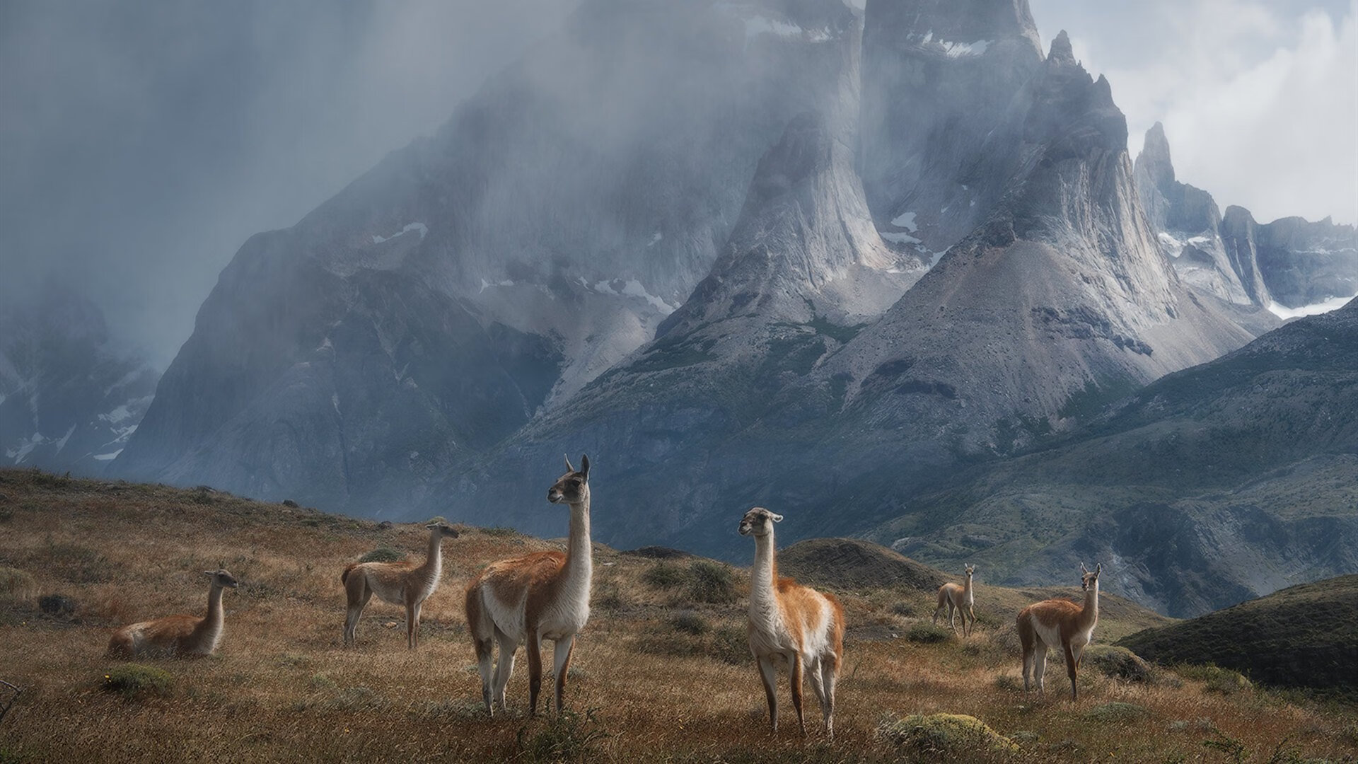 _猛龙总结经验，逆境奋起_，猛龙猛龙